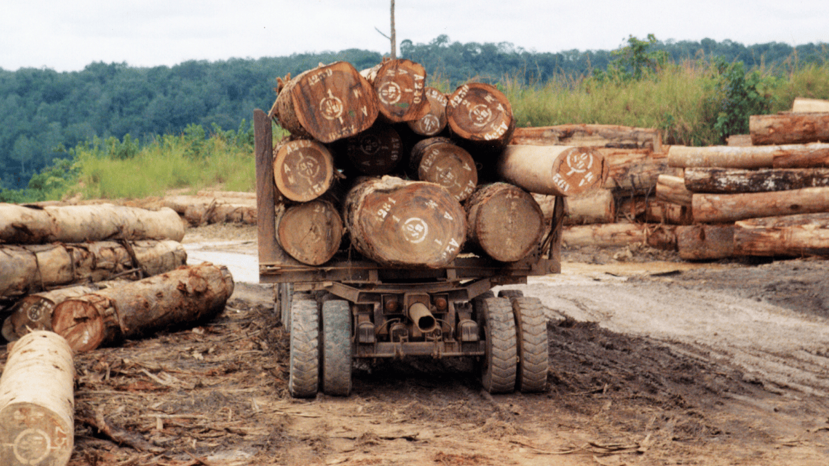Direct importer African lumber