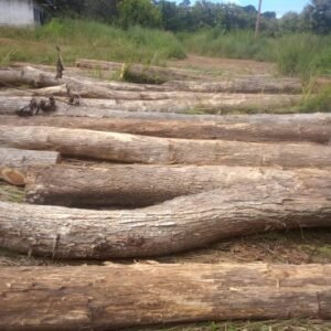 Buy African Iroko Lumber